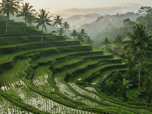Ubud Tour 2