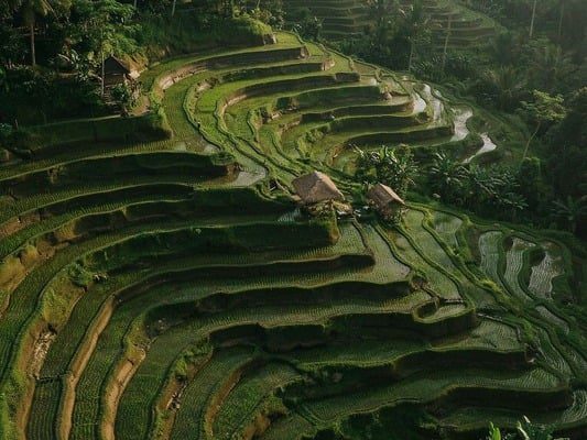 Ubud Tour 1